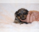 Small #2 Poodle (Toy)-YorkiePoo Mix