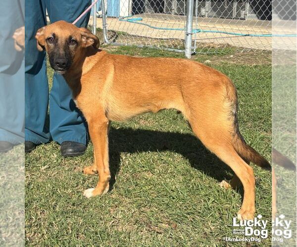 Medium Photo #3 Black Mouth Cur-Unknown Mix Puppy For Sale in Washington, DC, USA