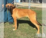 Small #2 Black Mouth Cur Mix