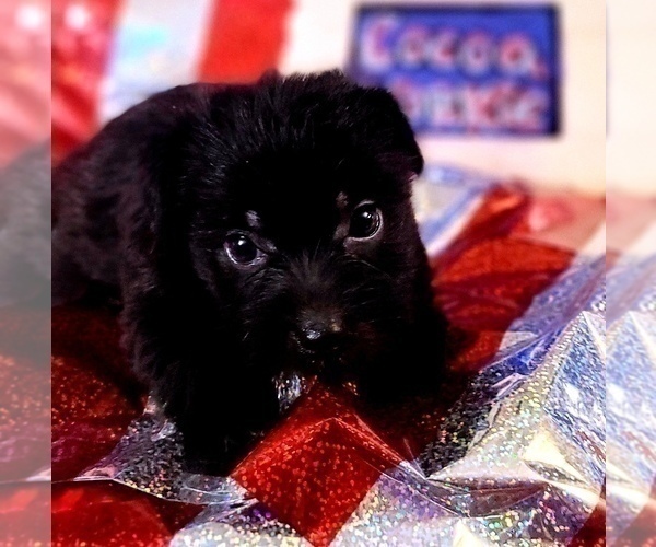Medium Photo #6 Yorkshire Terrier Puppy For Sale in AKRON, OH, USA