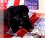 Small Photo #6 Yorkshire Terrier Puppy For Sale in AKRON, OH, USA