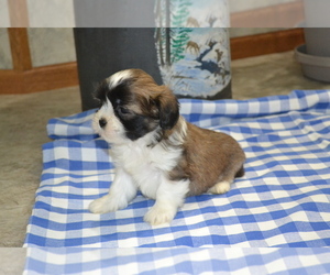 Medium Shih Tzu-Zuchon Mix