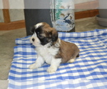 Puppy Kolors Shih Tzu-Zuchon Mix