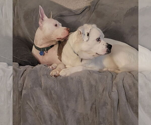 Medium Photo #4 Great Pyrenees-Unknown Mix Puppy For Sale in Fargo, ND, USA