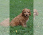 Small #3 Goldendoodle (Miniature)