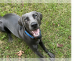Small Photo #1 Weimaraner Puppy For Sale in KNOXVILLE, TN, USA