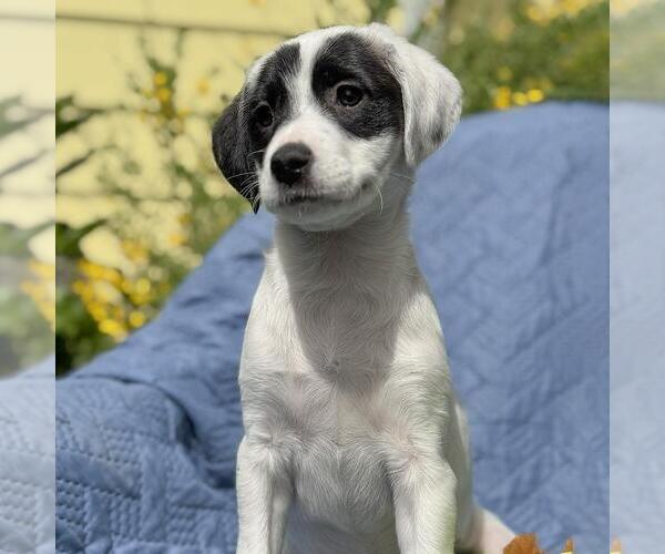 Medium Photo #2 Colonial Cocker Spaniel-Unknown Mix Puppy For Sale in San Diego, CA, USA
