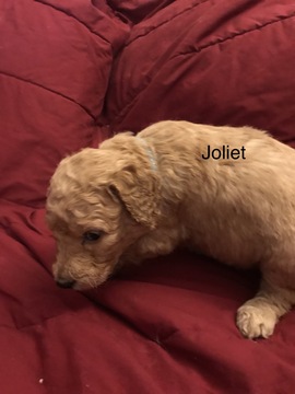 Medium Photo #1 Goldendoodle Puppy For Sale in COLDWATER, MS, USA