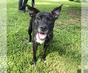 American Pit Bull Terrier-Unknown Mix Dogs for adoption in Sparta, TN, USA