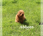 Small #9 Cavapoo