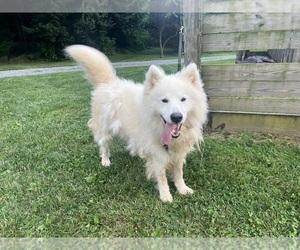 Father of the Samoyed-Siberian Husky Mix puppies born on 05/07/2025
