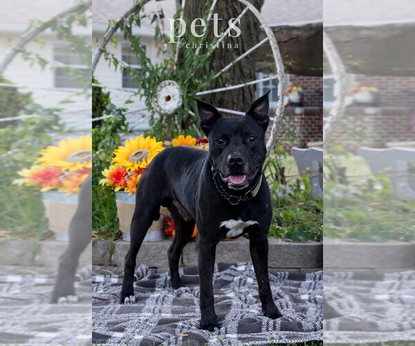 Medium Photo #19 Mutt Puppy For Sale in Foristell, MO, USA