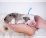 Small Photo #7 Border Collie Puppy For Sale in CONWAY, MO, USA