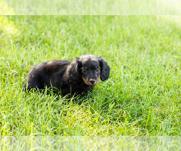 Medium Photo #3 Dachshund Puppy For Sale in NAPPANEE, IN, USA