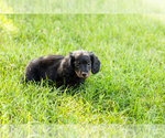 Small #2 Dachshund