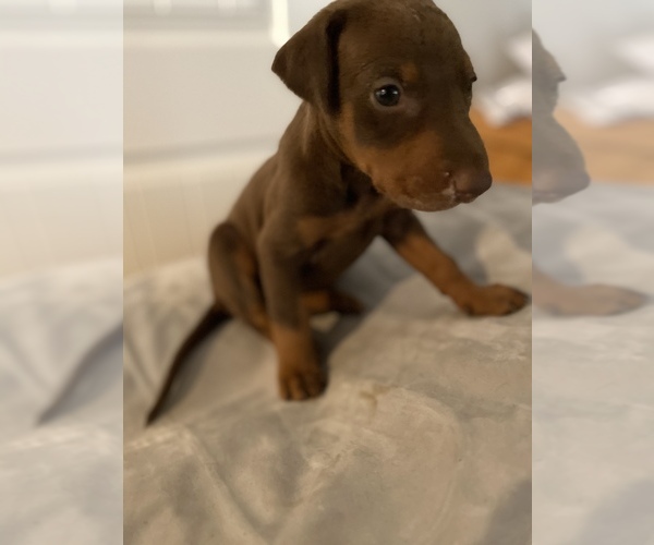 Medium Photo #4 Doberman Pinscher Puppy For Sale in RICHMOND, CA, USA