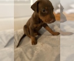 Small Photo #4 Doberman Pinscher Puppy For Sale in RICHMOND, CA, USA