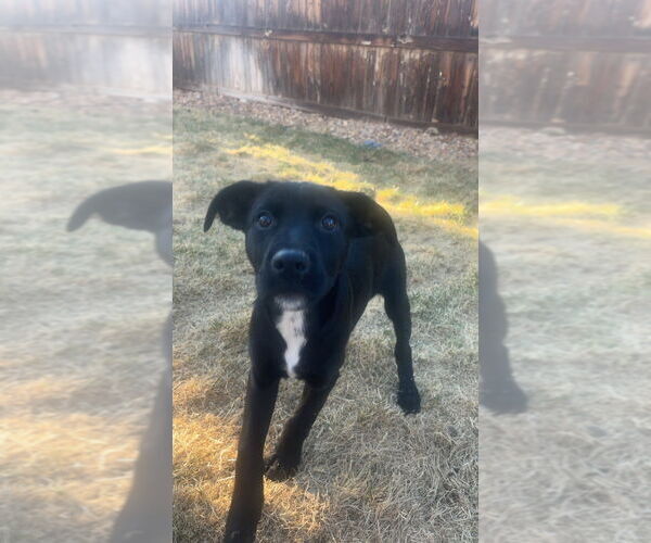 Medium Photo #12 Labrottie Puppy For Sale in Lakewood, CO, USA