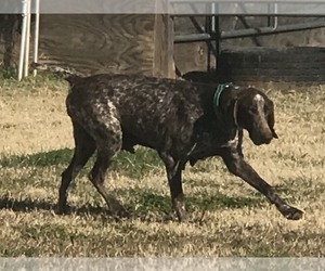 Mother of the German Shorthaired Pointer puppies born on 11/22/2021