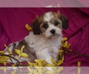 Cavachon Puppy for sale in ELDORADO, OH, USA