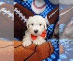 Small Photo #5 Old English Sheepdog Puppy For Sale in CHRISTIANA, PA, USA
