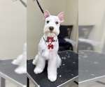 Small Photo #1 Schnauzer (Miniature) Puppy For Sale in MIAMI GARDENS, FL, USA