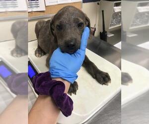 American Pit Bull Terrier Dogs for adoption in Conroe, TX, USA