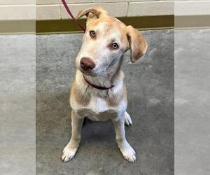 Huskies -Labrador Retriever Mix Dogs for adoption in Texas City, TX, USA