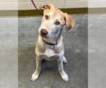 Small Huskies -Labrador Retriever Mix