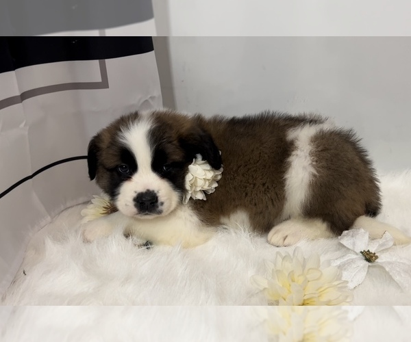 Medium Photo #7 Saint Bernard Puppy For Sale in WHITESBORO, NY, USA