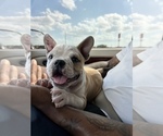 Small Photo #1 American Bulldog Puppy For Sale in SAN ANTONIO, TX, USA