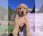 Small Golden Retriever
