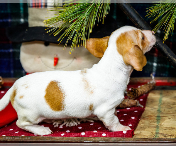 Medium Photo #6 Dachshund Puppy For Sale in WAKARUSA, IN, USA