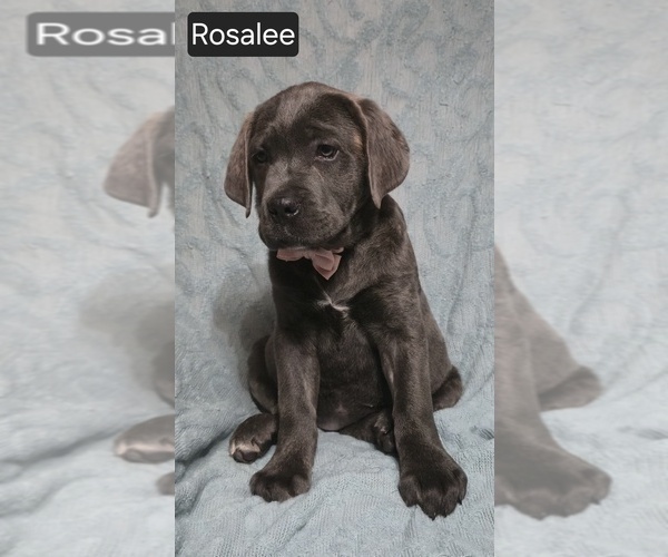 Medium Photo #19 Cane Corso Puppy For Sale in MINERAL WELLS, WV, USA