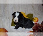Small Photo #2 Miniature Bernedoodle Puppy For Sale in NEWTON, IL, USA