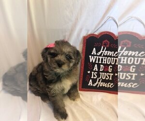 Aussiedoodle Miniature  Puppy for sale in INDIANAPOLIS, IN, USA