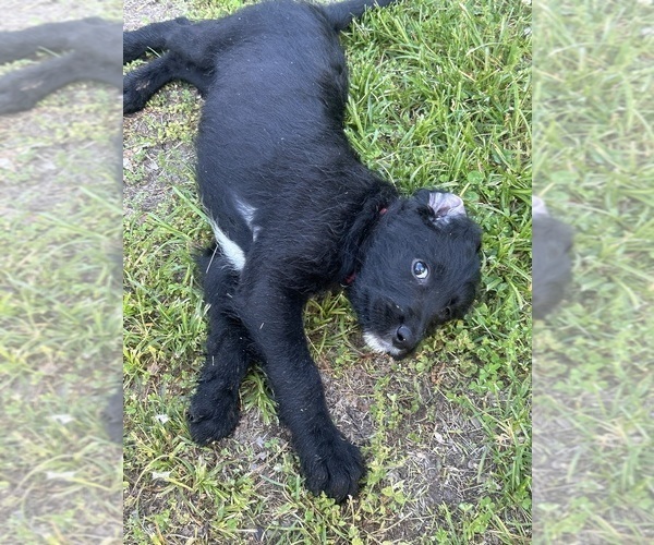 Medium Photo #25 Labradoodle Puppy For Sale in KIRKSVILLE, MO, USA