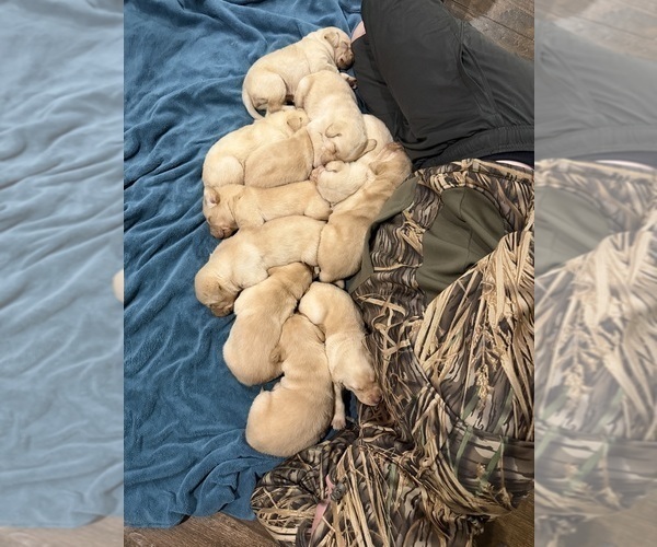 Medium Photo #3 Labrador Retriever Puppy For Sale in BELLEVIEW, KY, USA