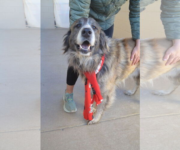 Medium Photo #3 Anatolian Shepherd-Unknown Mix Puppy For Sale in McKinney, TX, USA