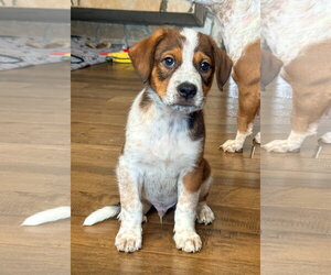 Mutt Dogs for adoption in San Diego, CA, USA