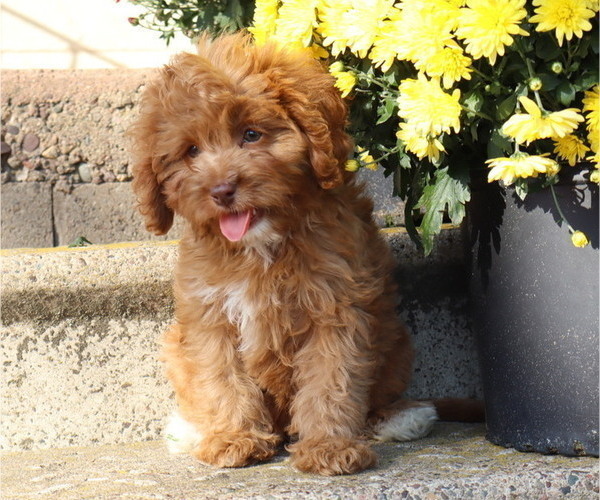 Medium Photo #24 Cavapoo Puppy For Sale in THORP, WI, USA