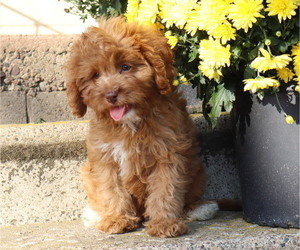 Medium Cavapoo