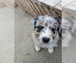 Small Photo #1 Australian Shepherd Puppy For Sale in HAMPTON, VA, USA