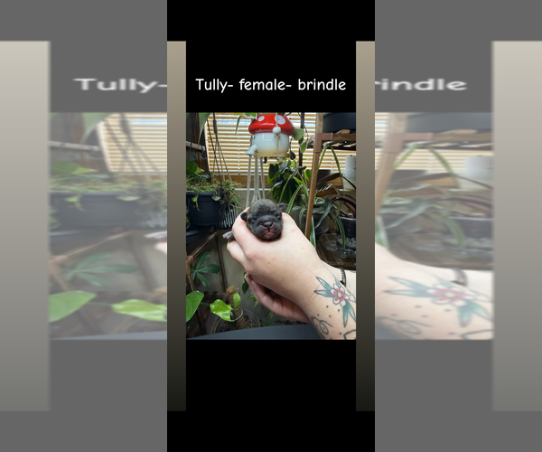 Medium Photo #1 French Bulldog Puppy For Sale in ELK RIVER, MN, USA