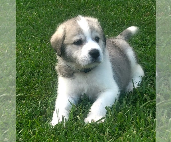 Medium Photo #1 Pyrenees Husky Puppy For Sale in THOMASVILLE, NC, USA