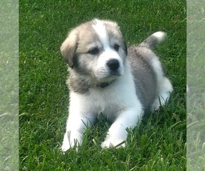 Pyrenees Husky Puppy for Sale in THOMASVILLE, North Carolina USA