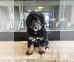 Small Photo #1 Bernedoodle (Miniature) Puppy For Sale in GREENFIELD, IN, USA