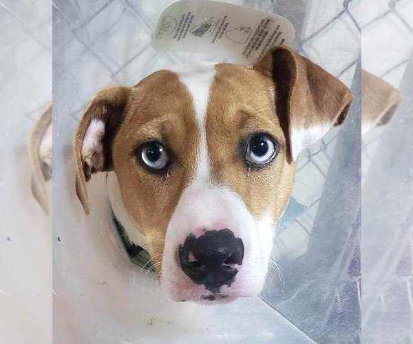 Medium Photo #1 Mutt Puppy For Sale in Lee's Summit, MO, USA