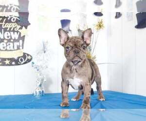 Faux Frenchbo Bulldog Puppy for sale in BEL AIR, MD, USA