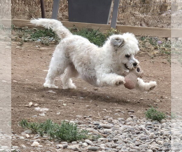 Medium Photo #6 Shih-Poo Puppy For Sale in Peralta, NM, USA